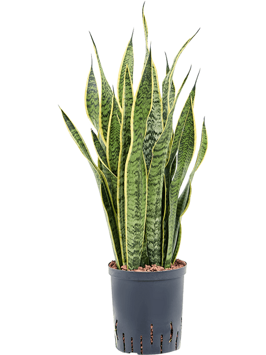Planta naturala de interior Tuft D25xH70cm Sansevieria trifasciata 'Laurentii' P18/19cm in hidrogranule