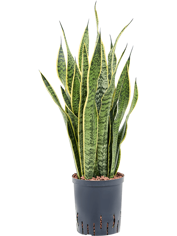 Planta naturala de interior Tuft D25xH70cm Sansevieria trifasciata 'Laurentii' P18/19cm in hidrogranule