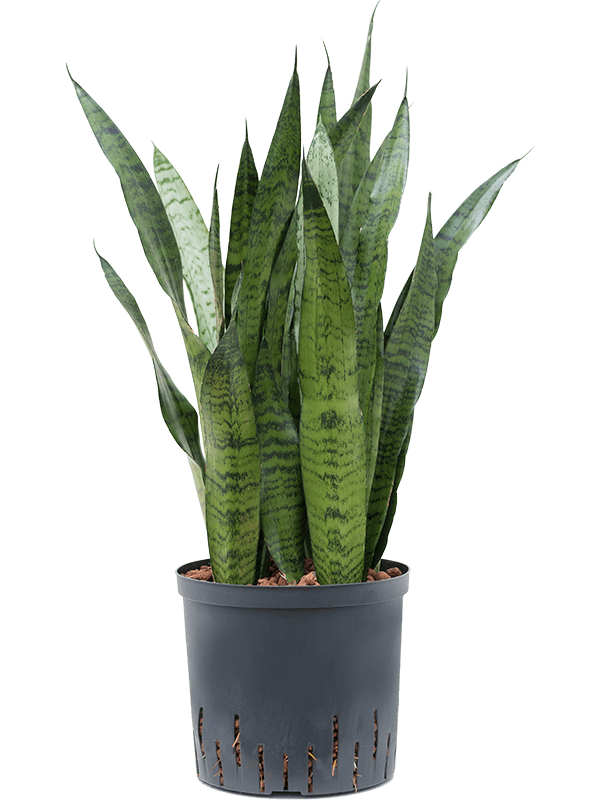 Planta naturala de interior Tuft D25xH70cm Sansevieria zeylanica P22/19cm in hidrogranule