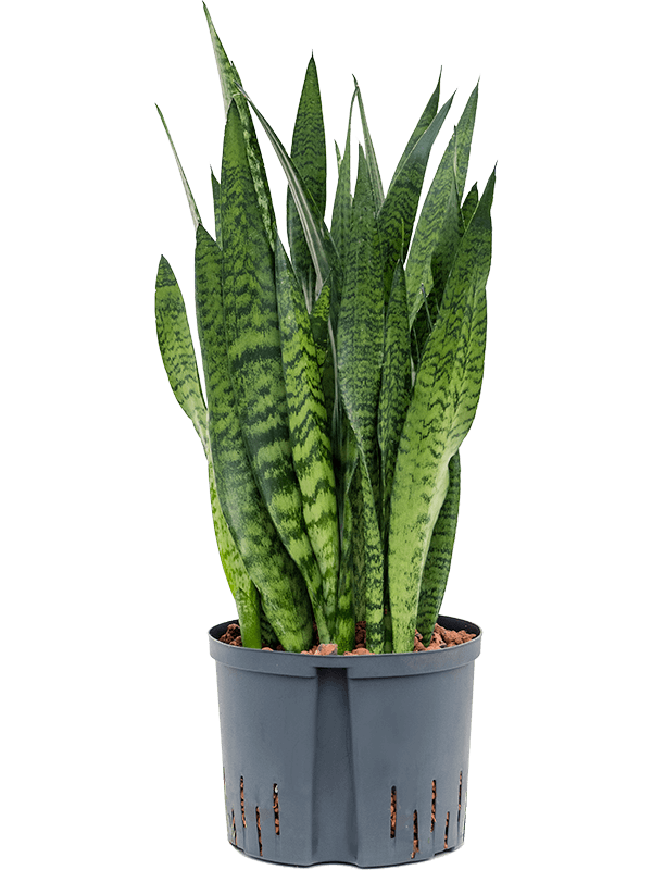 Planta naturala de interior Tuft D25xH70cm Sansevieria zeylanica P25/19cm in hidrogranule