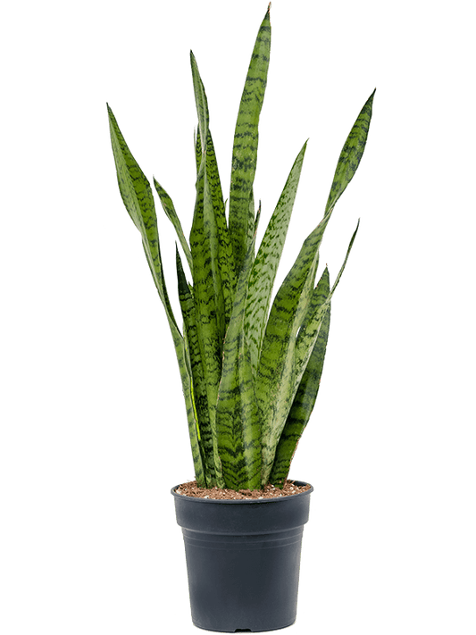 Planta naturala de interior Tuft D25xH70cm Sansevieria zeylanica PS19/15cm in pamant
