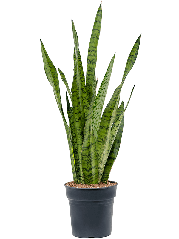 Planta naturala de interior Tuft D25xH70cm Sansevieria zeylanica PS19/15cm in pamant