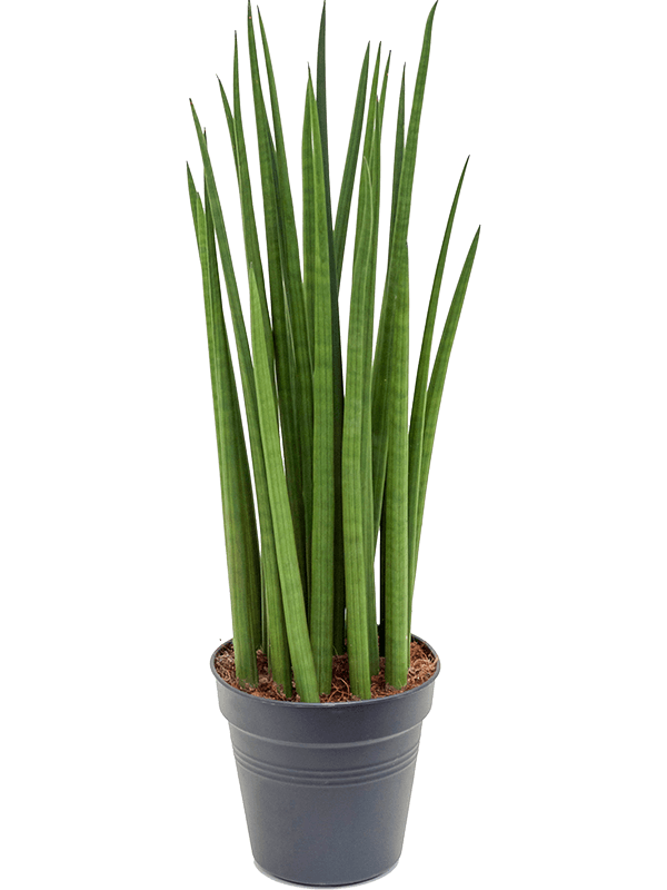 Planta naturala de interior Tuft D25xH80cm Sansevieria cylindrica 'Spikes' PS21/19cm in pamant