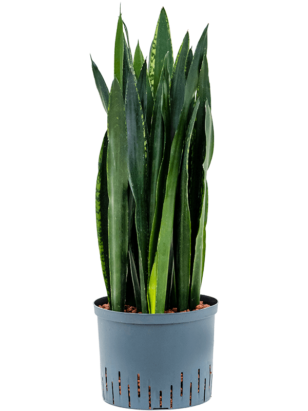 Planta naturala de interior Tuft D25xH80cm Sansevieria trifasciata 'Black Tiger' P25/19cm in hidrogranule
