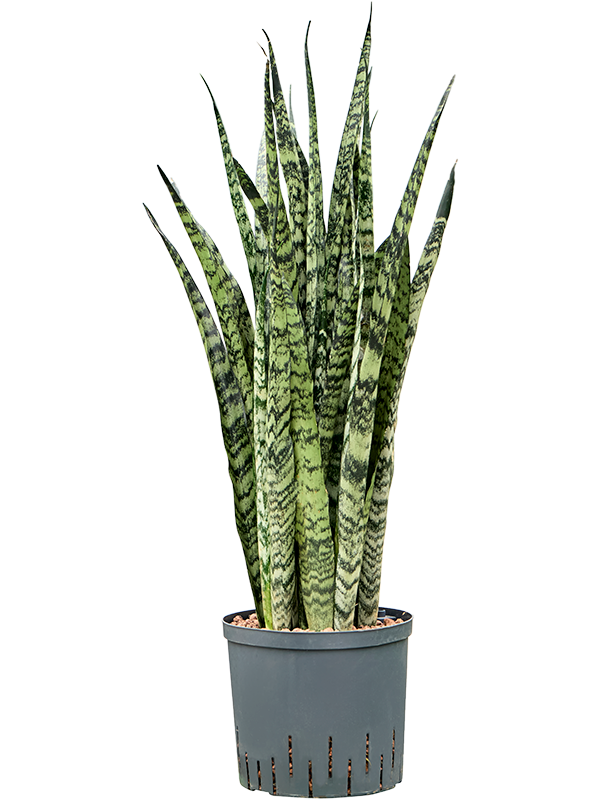 Planta naturala de interior Tuft D25xH80cm Sansevieria zeylanica P22/19cm in hidrogranule