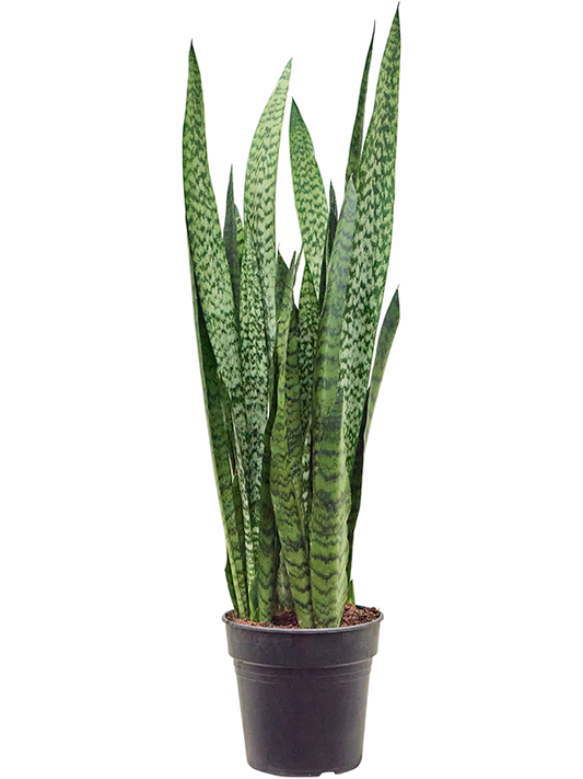 Planta naturala de interior Tuft D25xH80cm Sansevieria zeylanica PS21/18cm in pamant