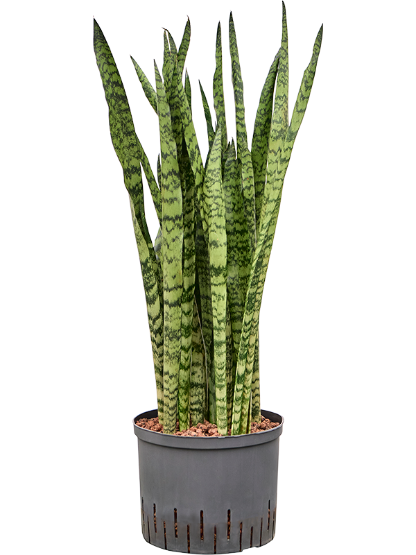 Planta naturala de interior Tuft D25xH85cm Sansevieria zeylanica P25/19cm in hidrogranule