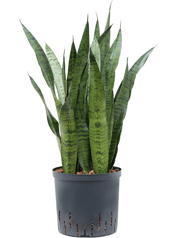 Planta naturala de interior Tuft D25xH90cm Sansevieria zeylanica P22/19cm in hidrogranule