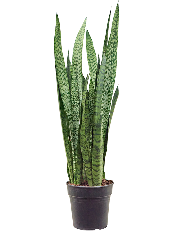 Planta naturala de interior Tuft D25xH95cm Sansevieria zeylanica PS21/18cm in pamant