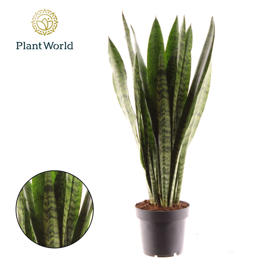Planta naturala de interior Tuft D27xH45cm Sansevieria zeylanica 8+ PS12/10cm in pamant