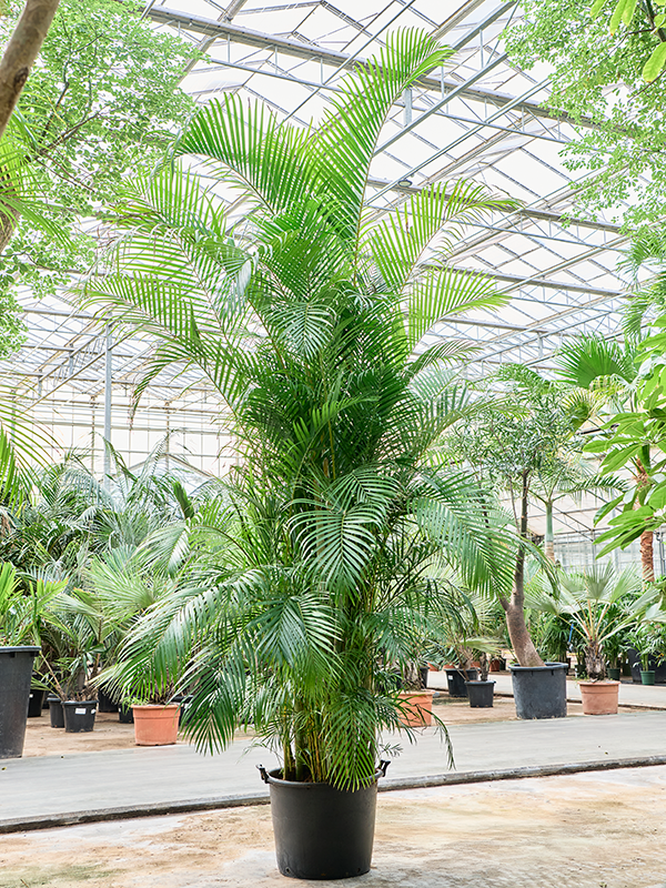 Planta naturala de interior Tuft D300xH420cm Dypsis (Areca) lutescens PS55/41cm in pamant