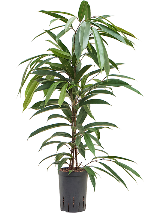 Planta naturala de interior Tuft D30xH100cm Ficus binnendijkii 'Amstel King' P15/19cm in hidrogranule