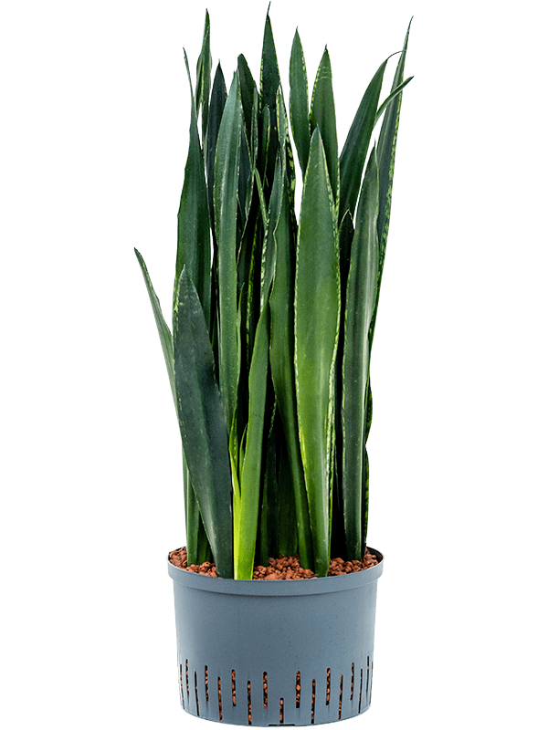 Planta naturala de interior Tuft D30xH100cm Sansevieria trifasciata 'Black Tiger' P28/19cm in hidrogranule