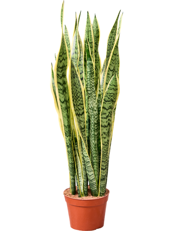 Planta naturala de interior Tuft D30xH105cm Sansevieria trifasciata 'Laurentii' PS21/20cm in pamant