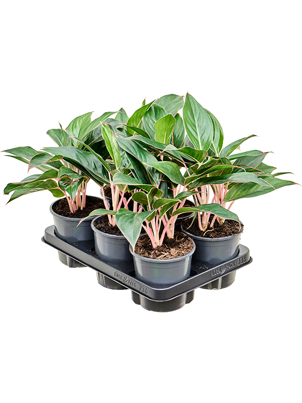 Planta naturala de interior Tuft D30xH30cm Aglaonema 'Misterio' PS13/9cm in pamant