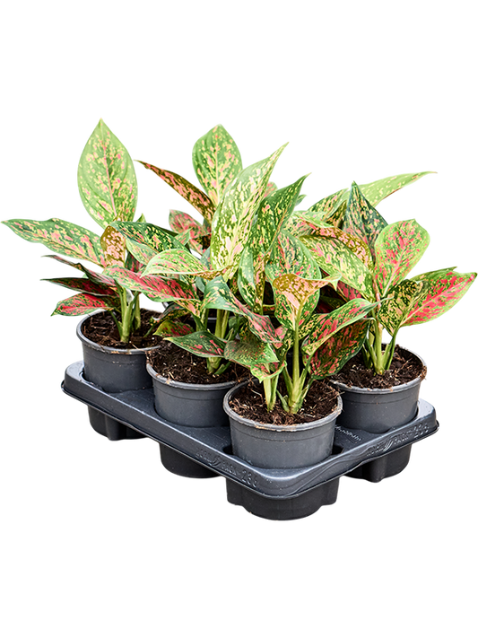 Planta naturala de interior Tuft D30xH30cm Aglaonema 'Red Emerald' PS13/9cm in pamant