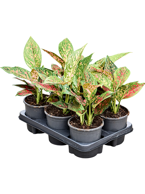 Planta naturala de interior Tuft D30xH30cm Aglaonema 'Red Emerald' PS13/9cm in pamant