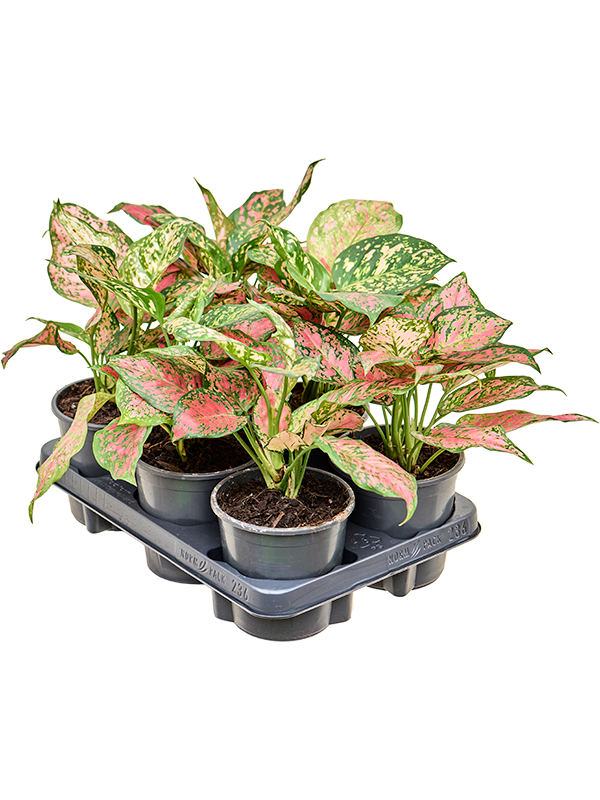 Planta naturala de interior Tuft D30xH30cm Aglaonema 'Red Valentine' PS13/9cm in pamant