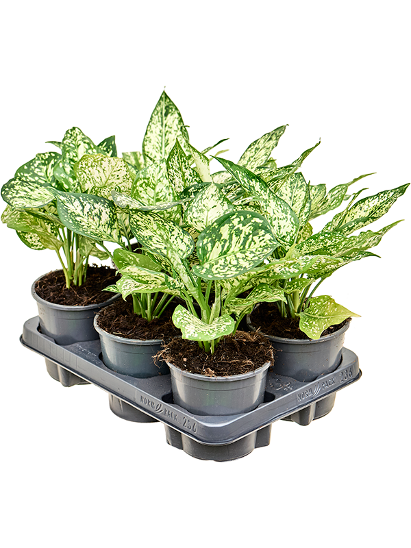 Planta naturala de interior Tuft D30xH30cm Aglaonema 'White Diamond' PS13/9cm in pamant