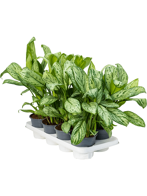 Planta naturala de interior Tuft D30xH35cm Aglaonema 'Maria Christina' PS14/12cm in pamant