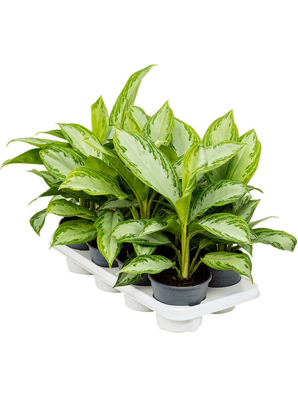 Planta naturala de interior Tuft D30xH35cm Aglaonema 'Silver Bay' PS14/12cm in pamant