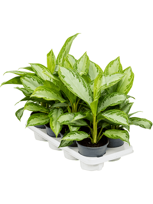 Planta naturala de interior Tuft D30xH35cm Aglaonema 'Silver Bay' PS14/12cm in pamant