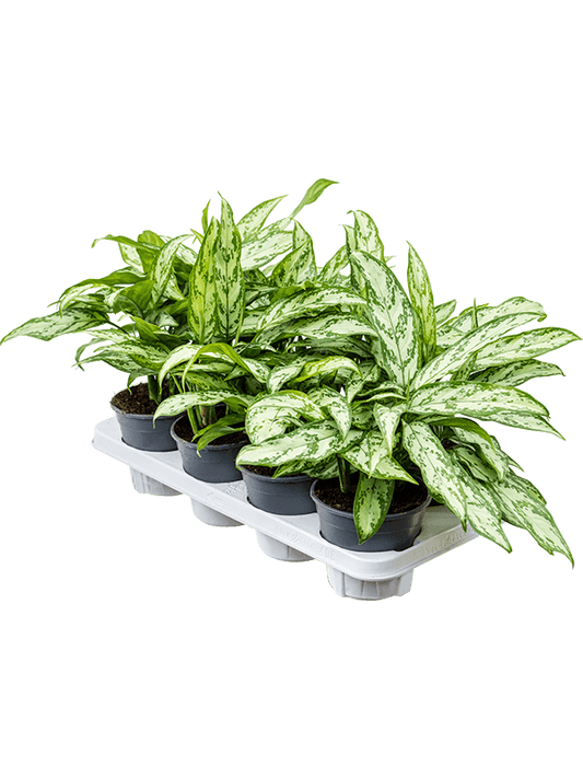 Planta naturala de interior Tuft D30xH35cm Aglaonema 'Silver Queen Compact' PS14/12cm in pamant