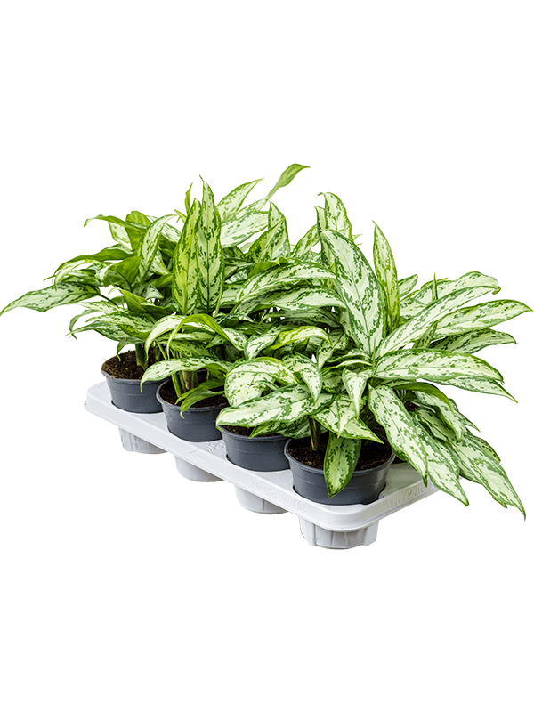 Planta naturala de interior Tuft D30xH35cm Aglaonema 'Silver Queen Compact' PS14/12cm in pamant