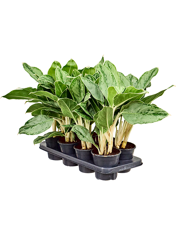 Planta naturala de interior Tuft D30xH40cm Aglaonema 'Cintho Queen' PS14/12cm in pamant