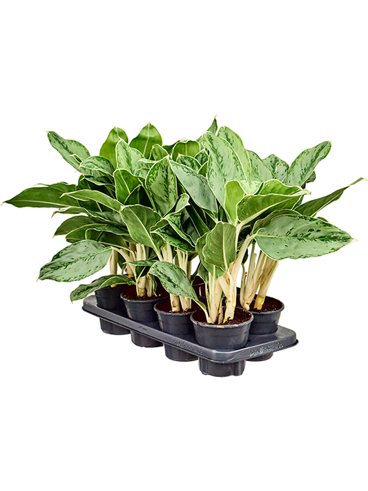 Planta naturala de interior Tuft D30xH40cm Aglaonema 'Cintho Queen' PS14/12cm in pamant