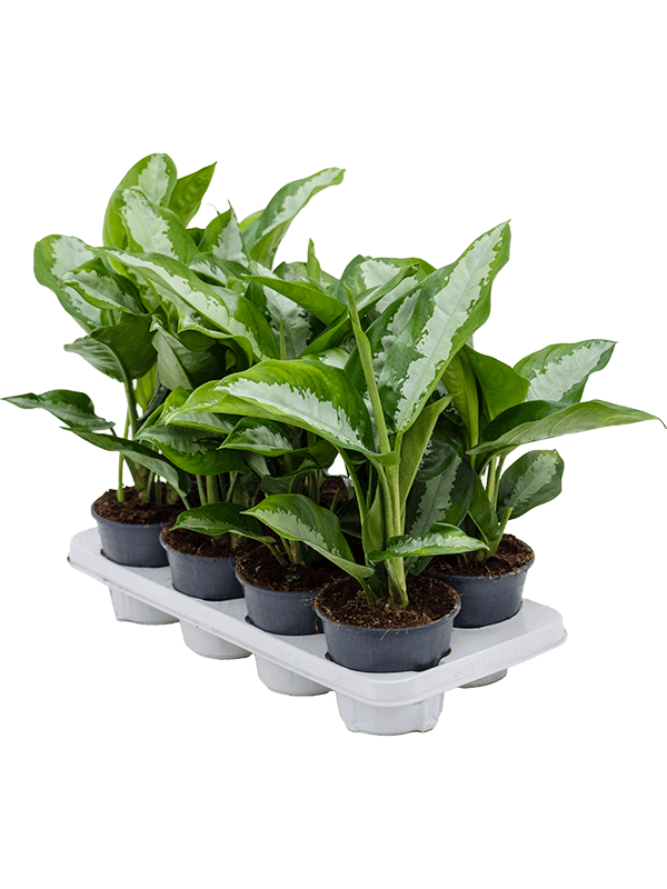 Planta naturala de interior Tuft D30xH40cm Aglaonema 'Diamond Bay' PS14/12cm in pamant