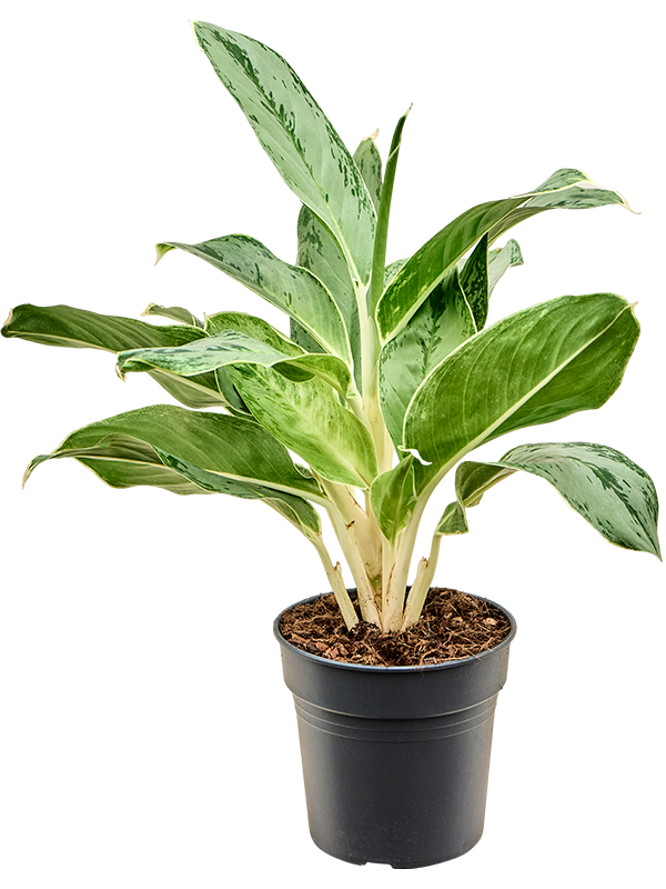 Planta naturala de interior Tuft D30xH40cm Aglaonema 'Horizon' PS17/15cm in pamant