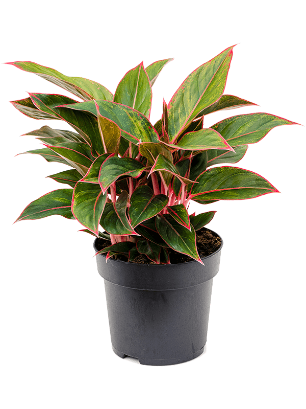 Planta naturala de interior Tuft D30xH40cm Aglaonema 'Jungle Red' PS19/17cm in pamant