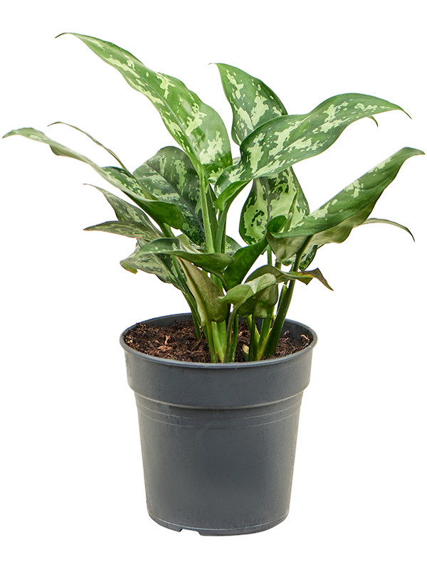 Planta naturala de interior Tuft D30xH40cm Aglaonema 'Maria' PS17/15cm in pamant