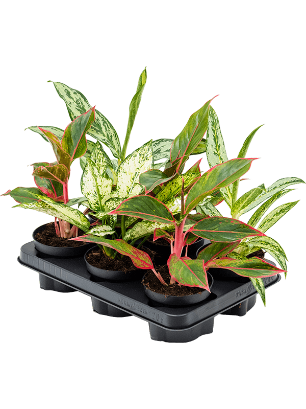 Planta naturala de interior Tuft D30xH40cm Aglaonema mix PS12/9cm in pamant