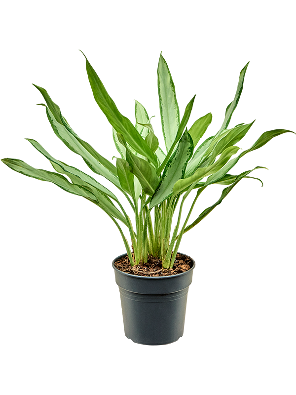 Planta naturala de interior Tuft D30xH40cm Aglaonema 'White Lance' PS17/15cm in pamant