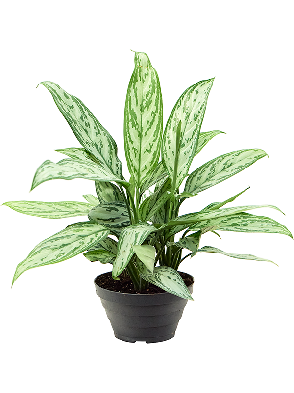 Planta naturala de interior Tuft D30xH45cm Aglaonema 'Silver Queen' PS17/15cm in pamant