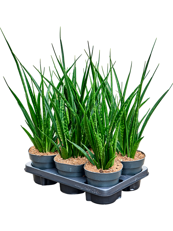 Planta naturala de interior Tuft D30xH45cm Sansevieria kirkii 'Friends' PS14/12cm in pamant