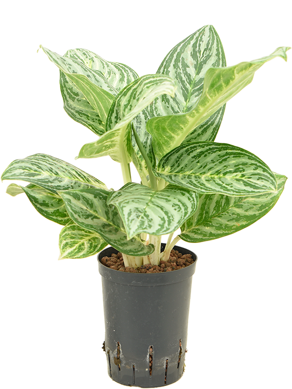 Planta naturala de interior Tuft D30xH50cm Aglaonema 'Golden Madonna' P15/19cm in hidrogranule