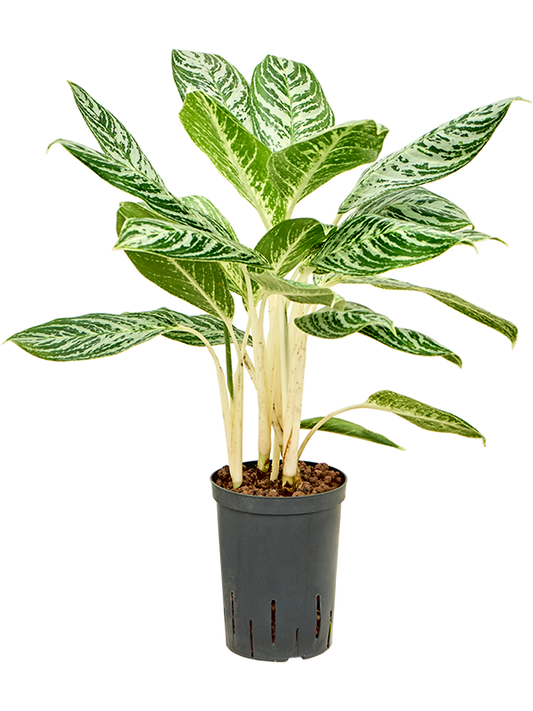 Planta naturala de interior Tuft D30xH50cm Aglaonema 'Madonna' P15/19cm in hidrogranule
