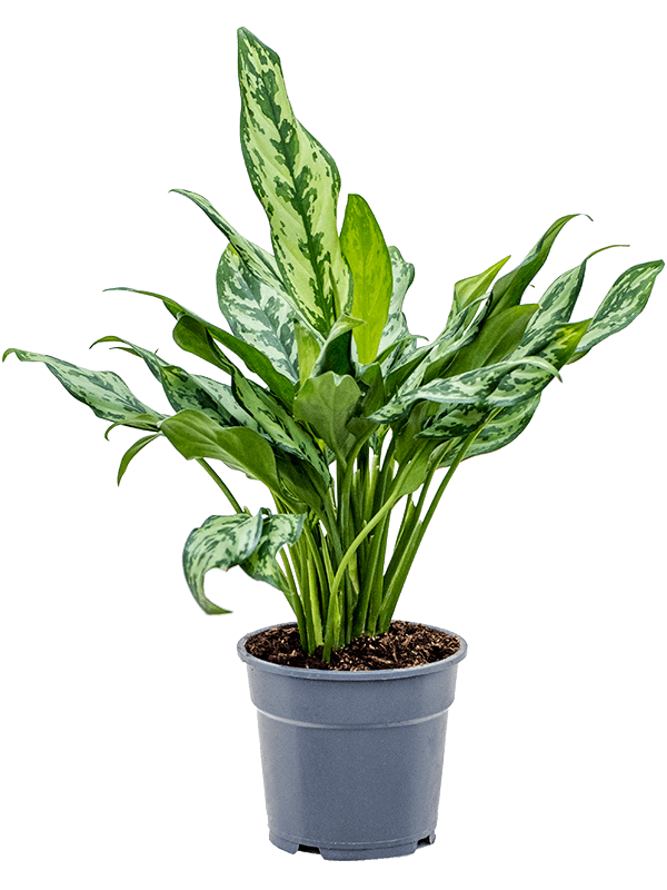 Planta naturala de interior Tuft D30xH50cm Aglaonema 'Miss Julliette' PS17/15cm in pamant