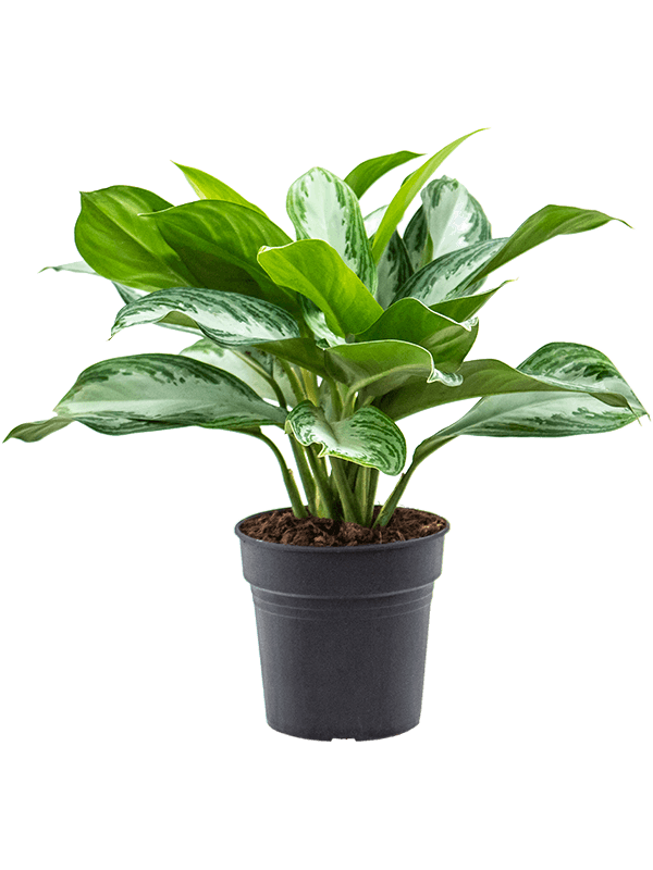 Planta naturala de interior Tuft D30xH50cm Aglaonema 'Silver Bay' PS19/17cm in pamant