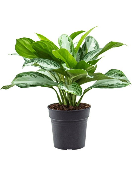 Planta naturala de interior Tuft D30xH50cm Aglaonema 'Silver Bay' PS19/17cm in pamant