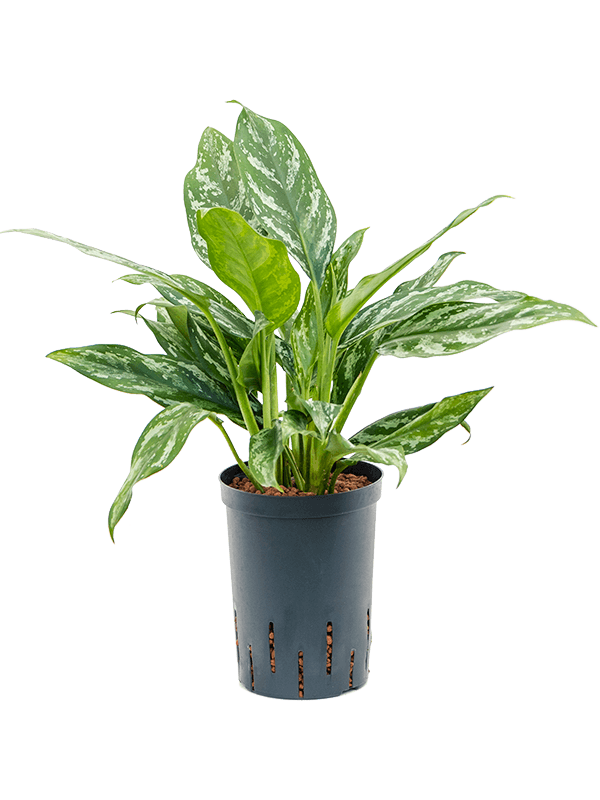 Planta naturala de interior Tuft D30xH50cm Aglaonema 'Splash' P15/19cm in hidrogranule