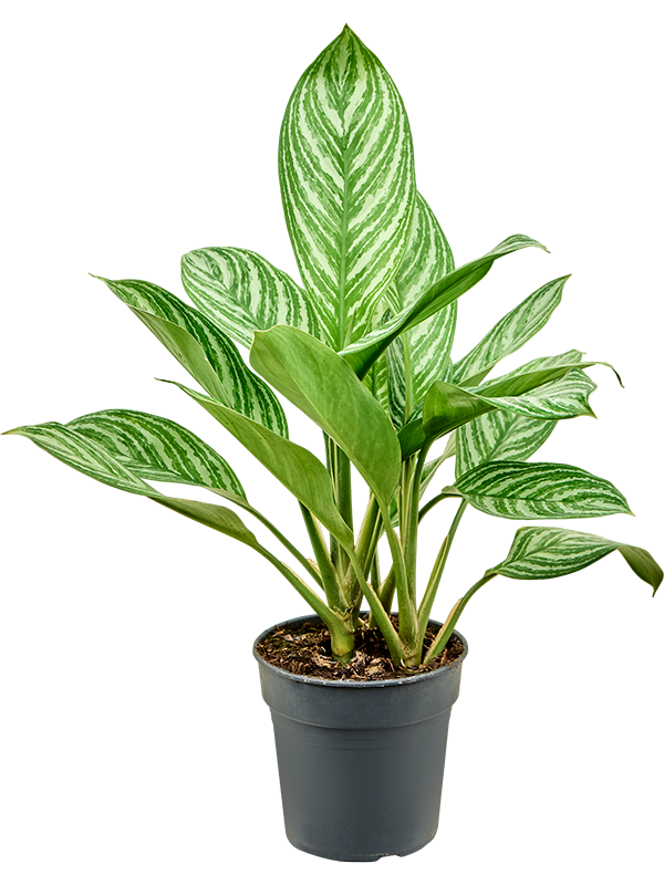 Planta naturala de interior Tuft D30xH50cm Aglaonema 'Stripes' PS19/17cm in pamant