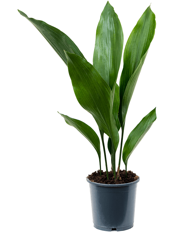 Planta naturala de interior Tuft D30xH50cm Aspidistra elatior PS13/11cm in pamant