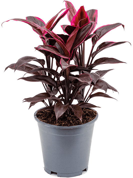 Planta naturala de interior Tuft D30xH50cm Cordyline fruticosa 'Mambo' PS19/17cm in pamant