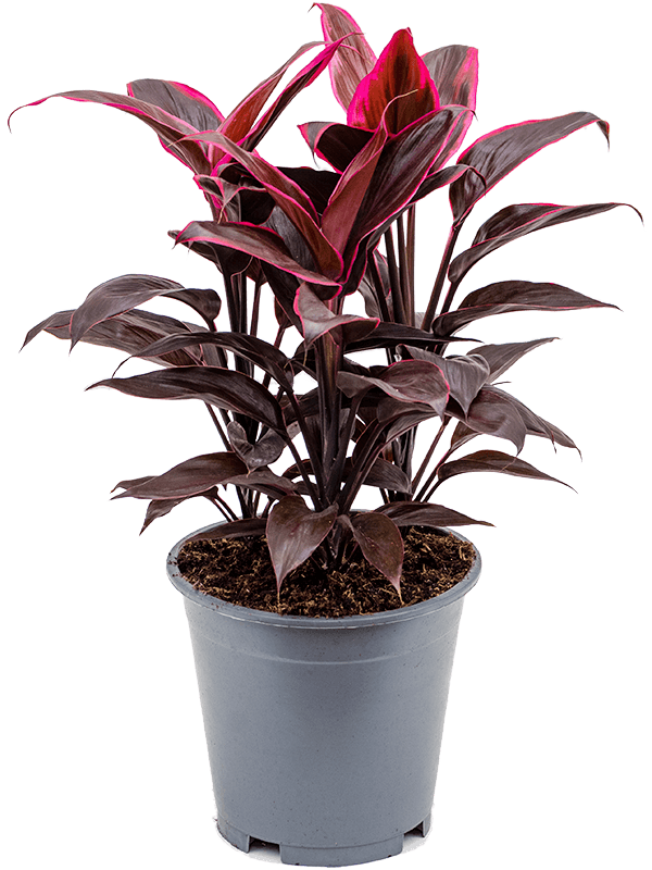 Planta naturala de interior Tuft D30xH50cm Cordyline fruticosa 'Mambo' PS19/17cm in pamant