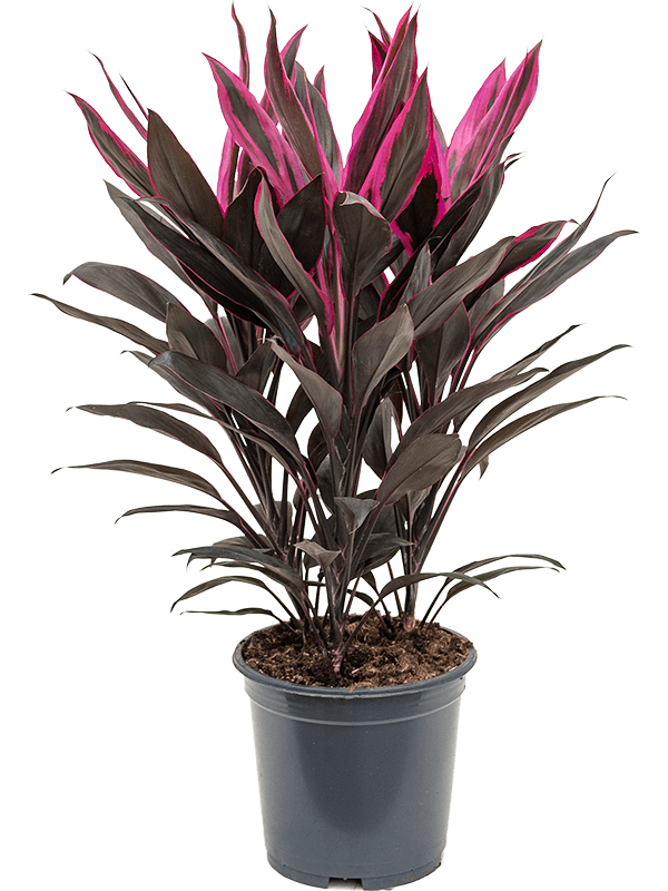 Planta naturala de interior Tuft D30xH50cm Cordyline fruticosa 'Tango' PS19/17cm in pamant