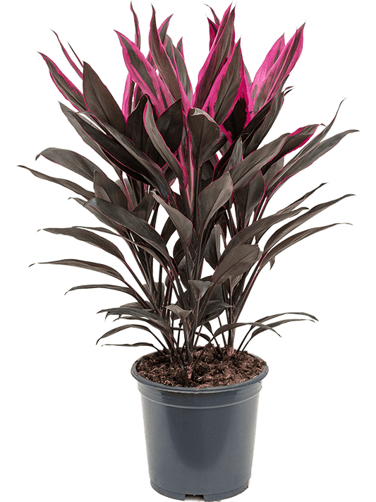 Planta naturala de interior Tuft D30xH50cm Cordyline fruticosa 'Tango' PS19/17cm in pamant